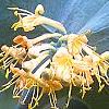 Lonicera prolifera, flowers