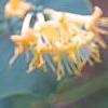Lonicera prolifera, flowers
