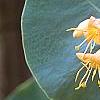 Lonicera prolifera, flowers