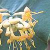 Lonicera prolifera, flowers