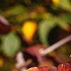 Lonicera prolifera, fall color
