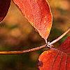 Lonicera prolifera, fall color