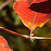 Lonicera prolifera, fall color