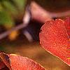 Lonicera prolifera, fall color