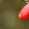 Lonicera x purpusii, fruit