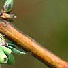 Lonicera x purpusii, fruit
