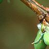 Lonicera x purpusii, fruit