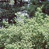 Lonicera ruprechtiana, habit