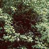 Lonicera ruprechtiana, habit