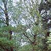 Lonicera ruprechtiana, habit