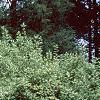 Lonicera ruprechtiana, habit