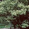 Lonicera ruprechtiana, habit