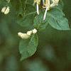 Lonicera ruprechtiana, flowers