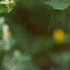 Lonicera ruprechtiana, flowers