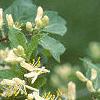 Lonicera ruprechtiana, flowers
