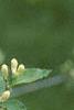 Lonicera ruprechtiana, flowers