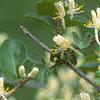 Lonicera ruprechtiana, flowers