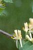 Lonicera ruprechtiana, flowers