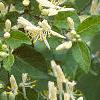 Lonicera ruprechtiana, flowers