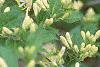 Lonicera ruprechtiana, flowers