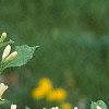 Lonicera ruprechtiana, flowers