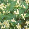 Lonicera ruprechtiana, flowers