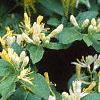 Lonicera ruprechtiana, flowers