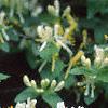 Lonicera ruprechtiana, flowers
