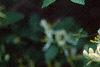 Lonicera ruprechtiana, flowers
