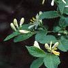 Lonicera ruprechtiana, flowers