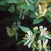 Lonicera ruprechtiana, flowers