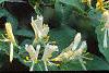 Lonicera ruprechtiana, flowers