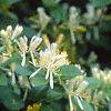 Lonicera ruprechtiana, flowers