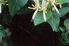 Lonicera ruprechtiana, flowers