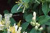 Lonicera ruprechtiana, flowers