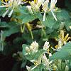 Lonicera ruprechtiana, flowers