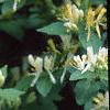 Lonicera ruprechtiana, flowers