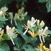 Lonicera ruprechtiana, flowers