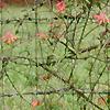 Lonicera sempervirens, habit