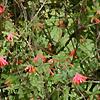 Lonicera sempervirens, habit