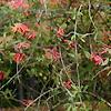 Lonicera sempervirens, habit