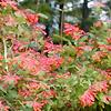 Lonicera sempervirens, habit