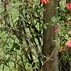 Lonicera sempervirens, habit