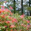 Lonicera sempervirens, habit