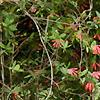 Lonicera sempervirens, habit