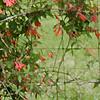 Lonicera sempervirens, habit