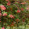 Lonicera sempervirens, habit