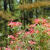 Lonicera sempervirens, habit