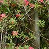 Lonicera sempervirens, habit