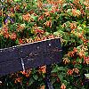Lonicera sempervirens, habit
